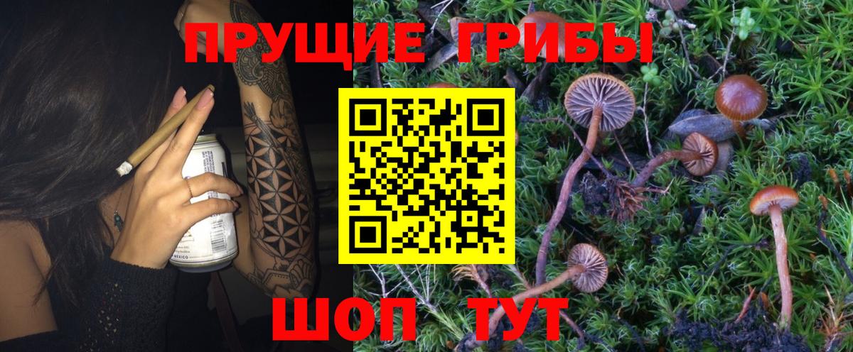 Галлюциногенные грибы Cubensis Реутов